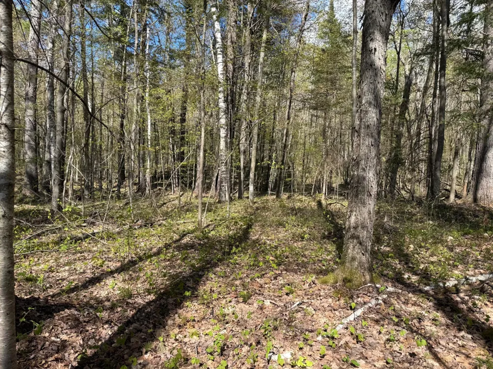 TBD Leonard Road Birchwood, WI 54817