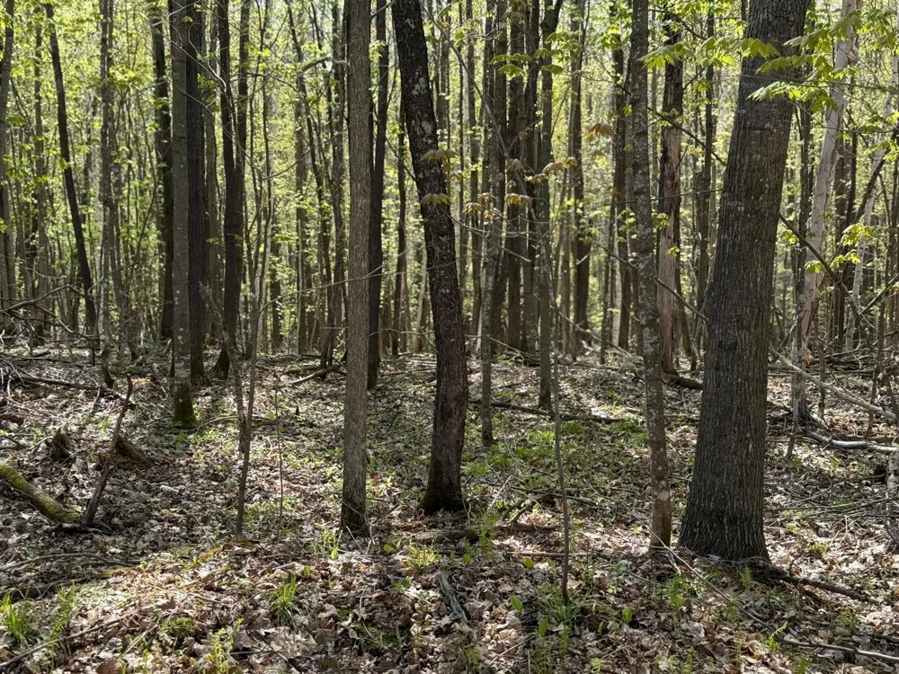 TBD Leonard Road Birchwood, WI 54817