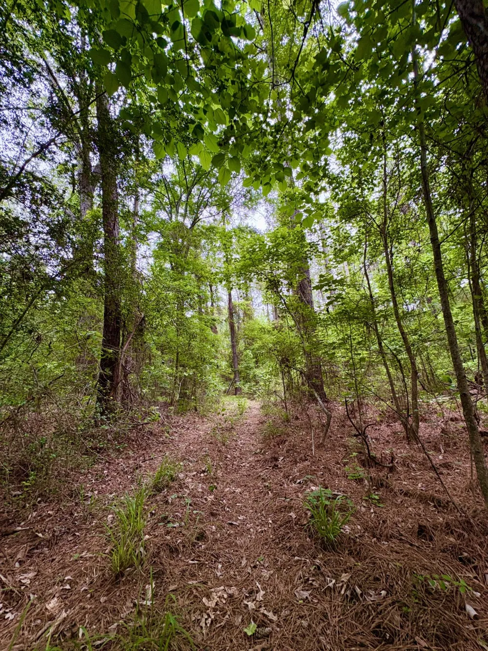County Road 4504 Jacksonville, TX 75766