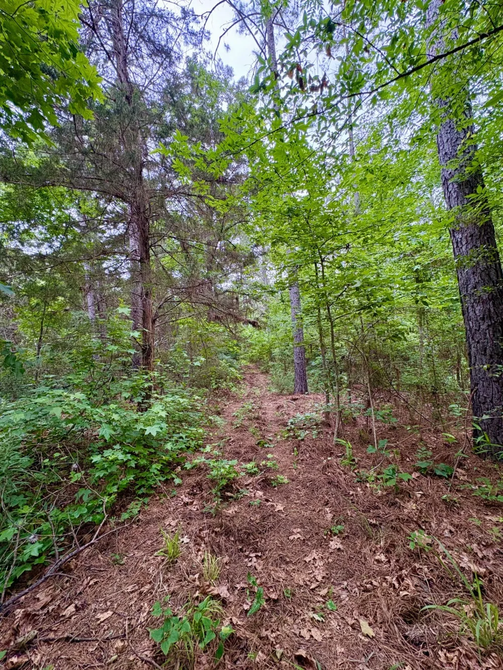 County Road 4504 Jacksonville, TX 75766