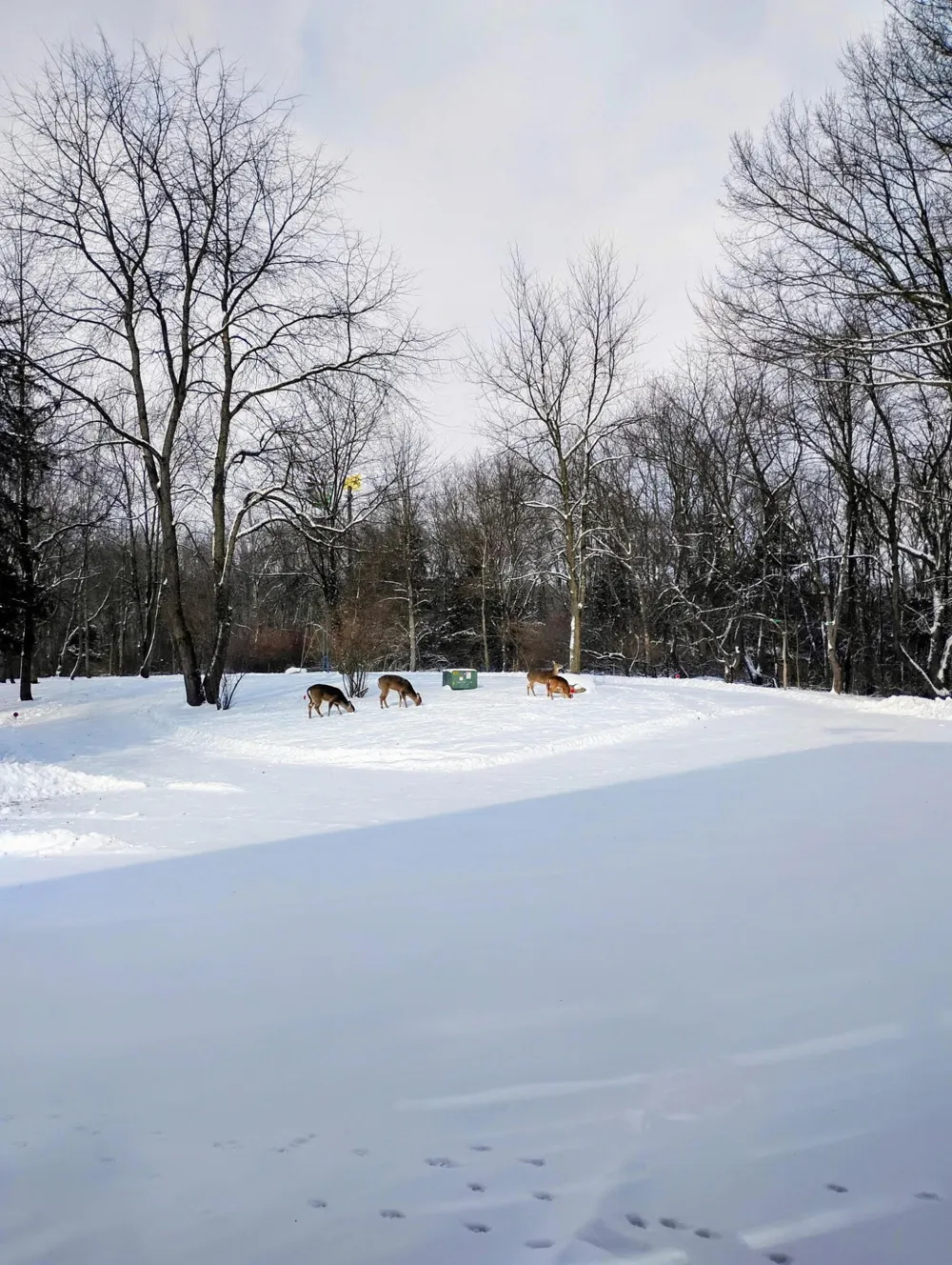 781 Hopkins Road Lyons, MI 48851