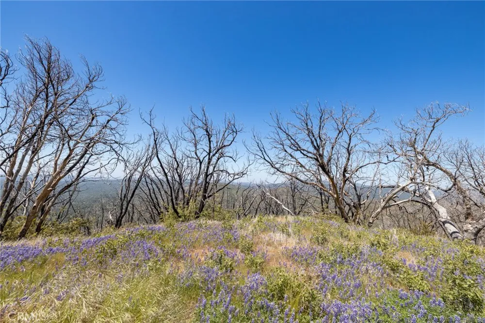 39 Acres Buckingham Mountain Road Mariposa, CA 95338