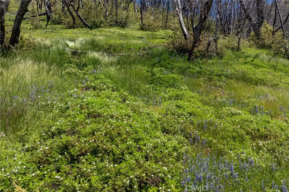 39 Acres Buckingham Mountain Road Mariposa, CA 95338