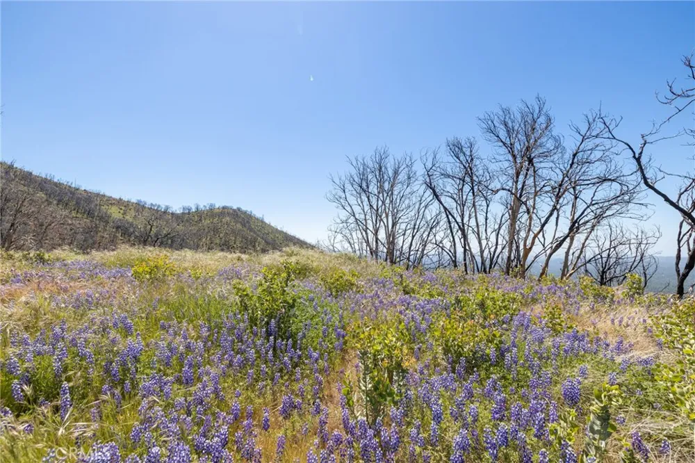 39 Acres Buckingham Mountain Road Mariposa, CA 95338