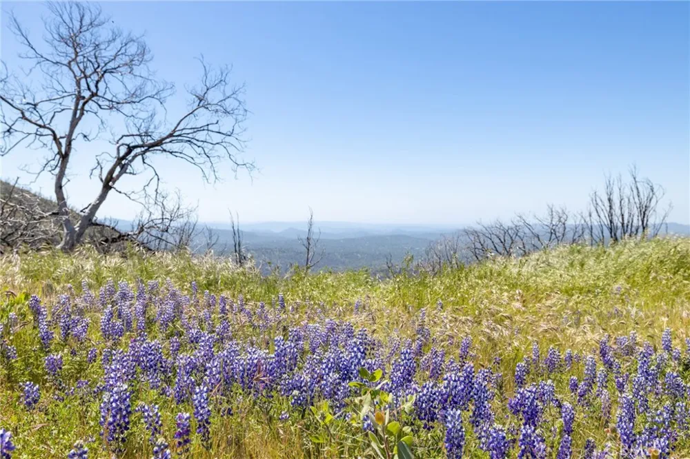 39 Acres Buckingham Mountain Road Mariposa, CA 95338