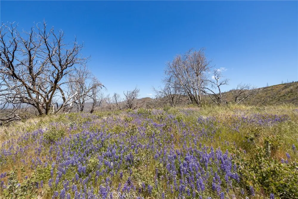 39 Acres Buckingham Mountain Road Mariposa, CA 95338