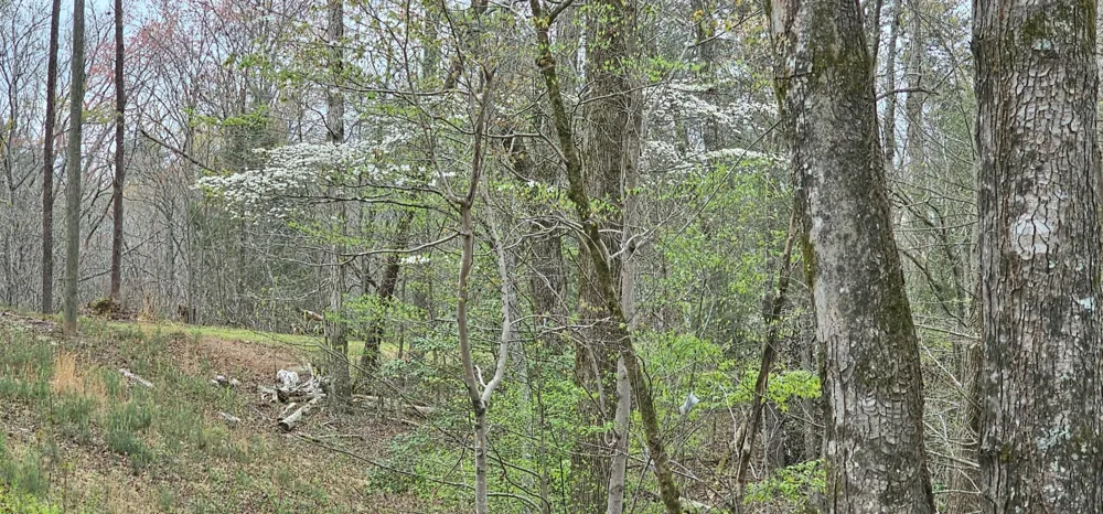 6870 Tennessee 360 Tellico Plains, TN 37385