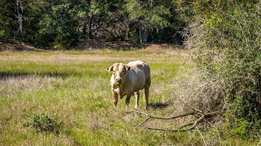 2062 Fm 1291 Fayetteville, TX 78940
