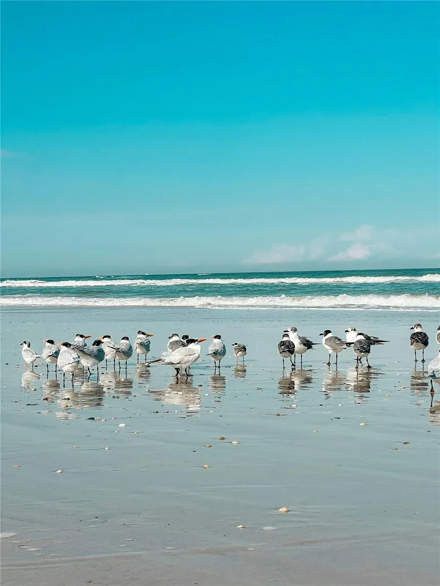 67 ALBERTA AVENUE Ponce Inlet, FL 32127