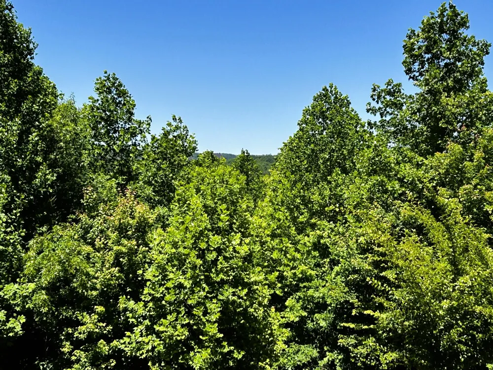 161 Willie Shell Road Reliance, TN 37369