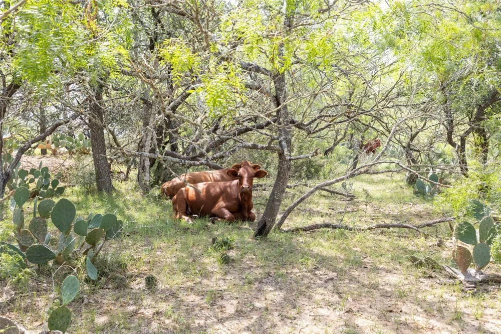 410 Green Acre Drive Dale, TX 78616