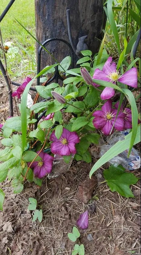59021 County Road 215 Lawrence Township, MI 49064