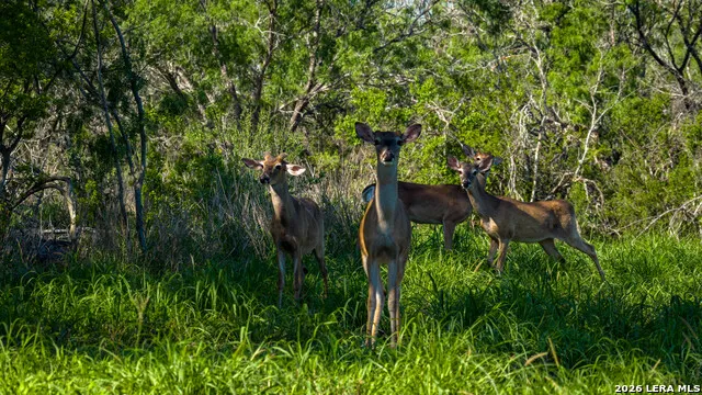 422 F.M. 791 Campbellton, TX 78008
