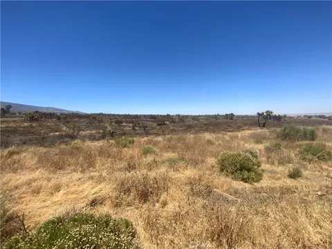 Joshua Tree