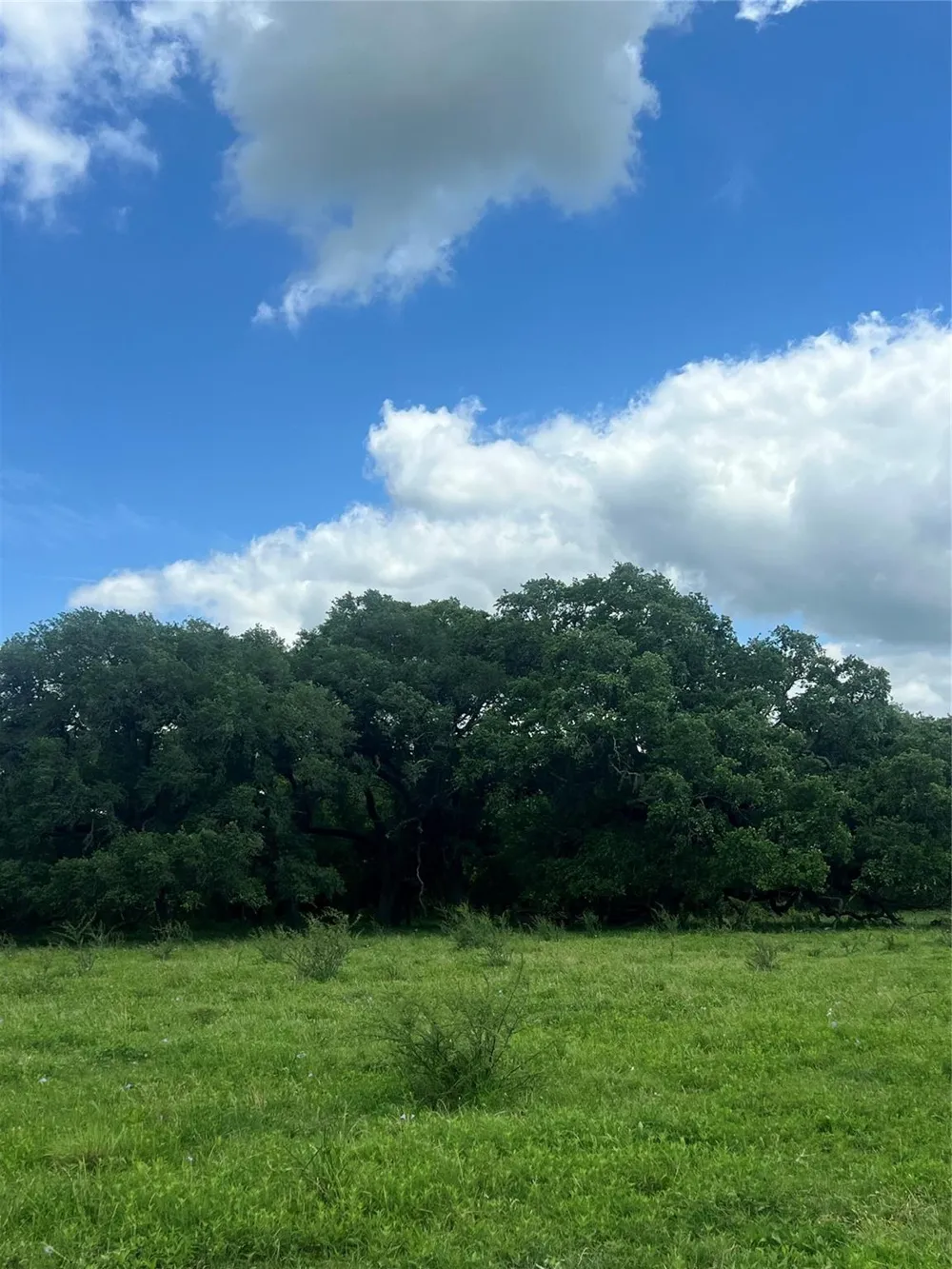14113 Peters Road Needville, TX 77461