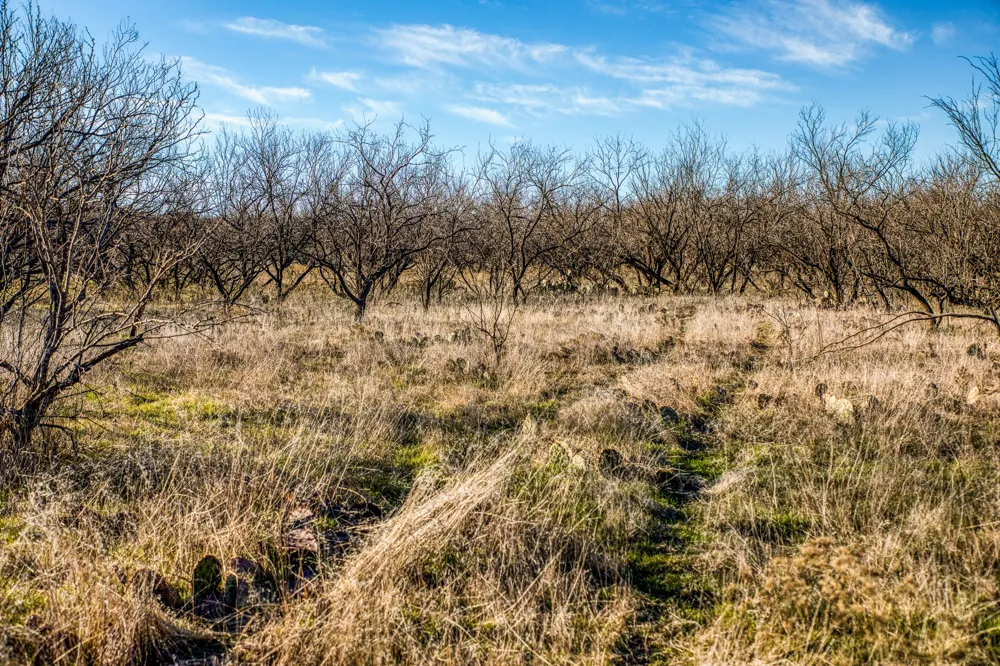 3151 Orth Olney, TX 76374