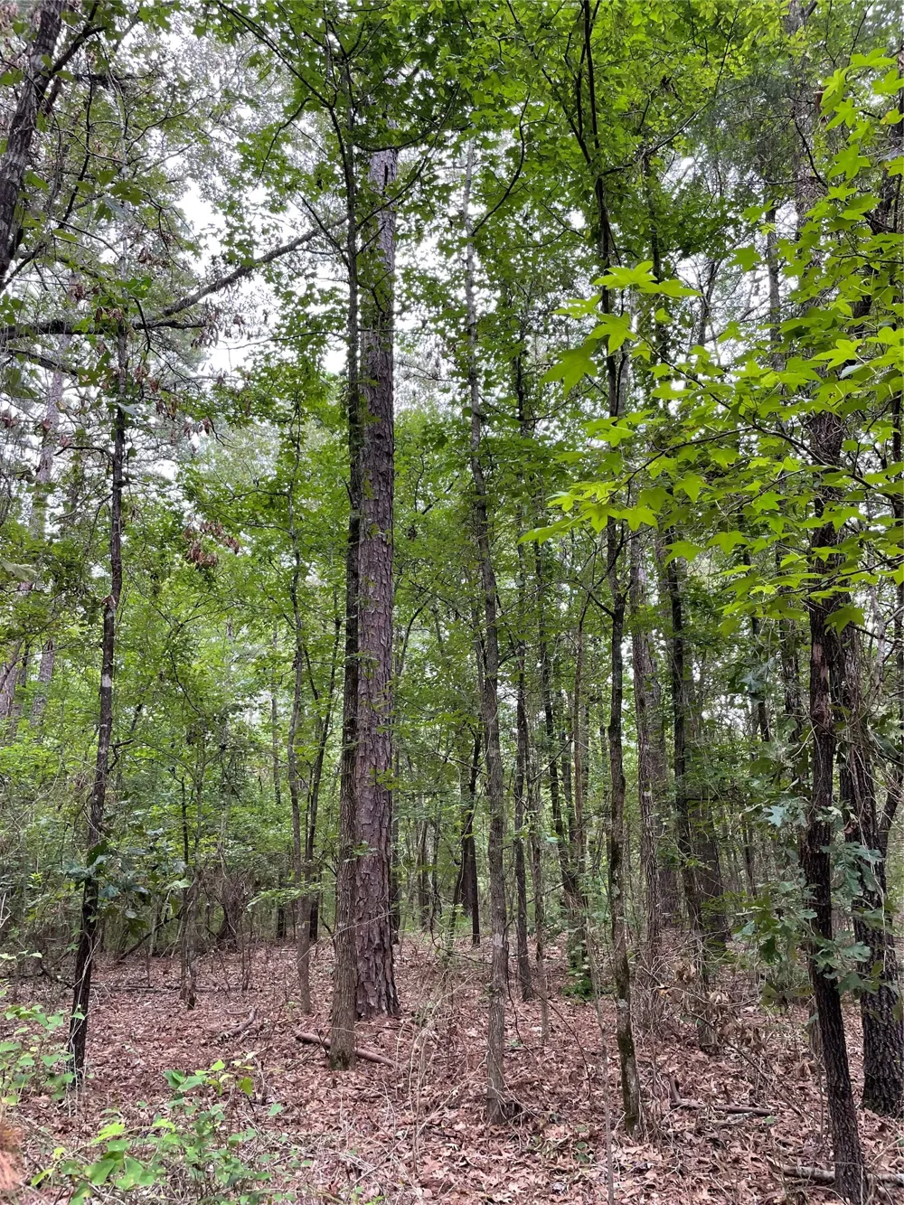 PR 6662 Mineola, TX 75773