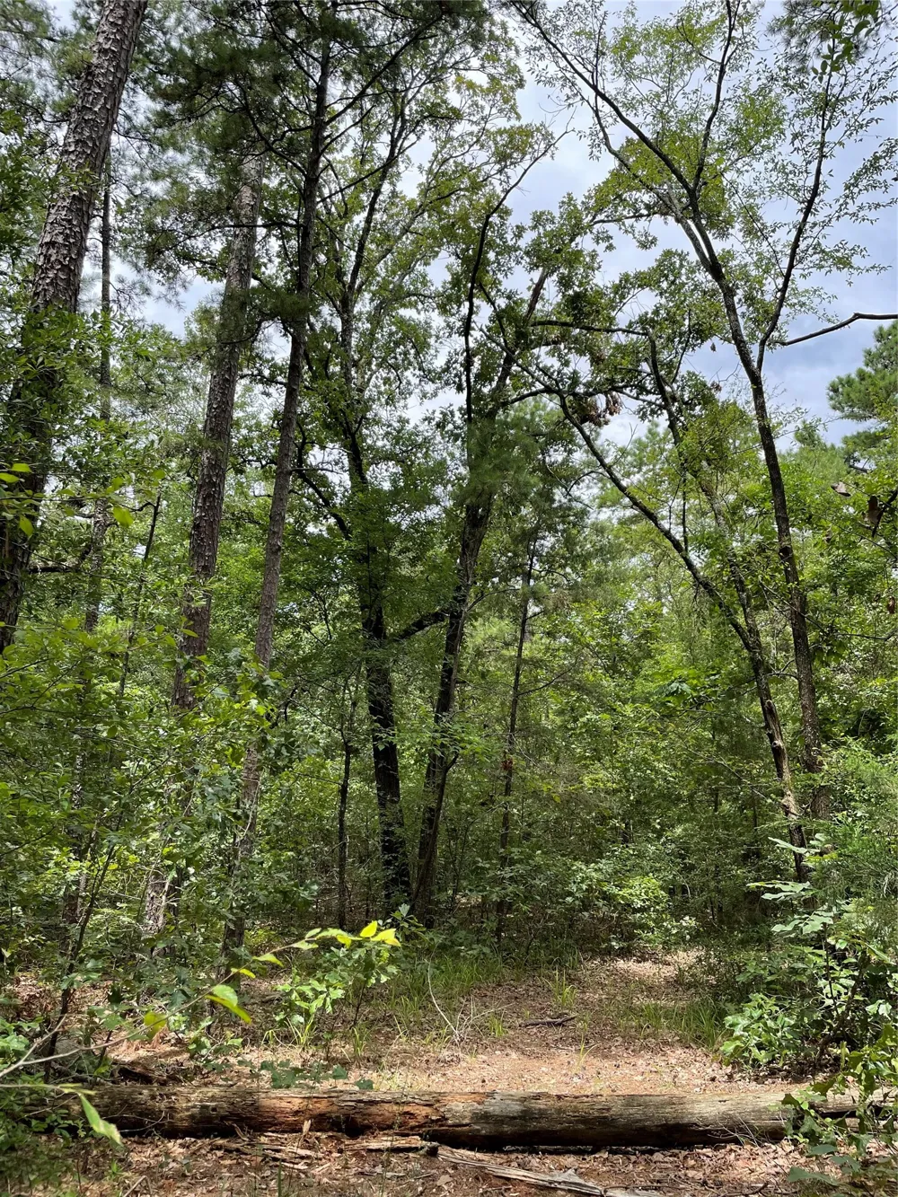 PR 6662 Mineola, TX 75773