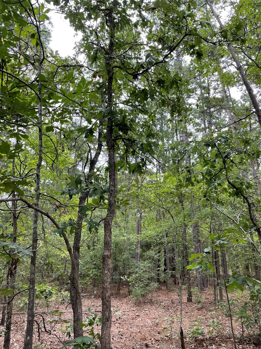 PR 6662 Mineola, TX 75773