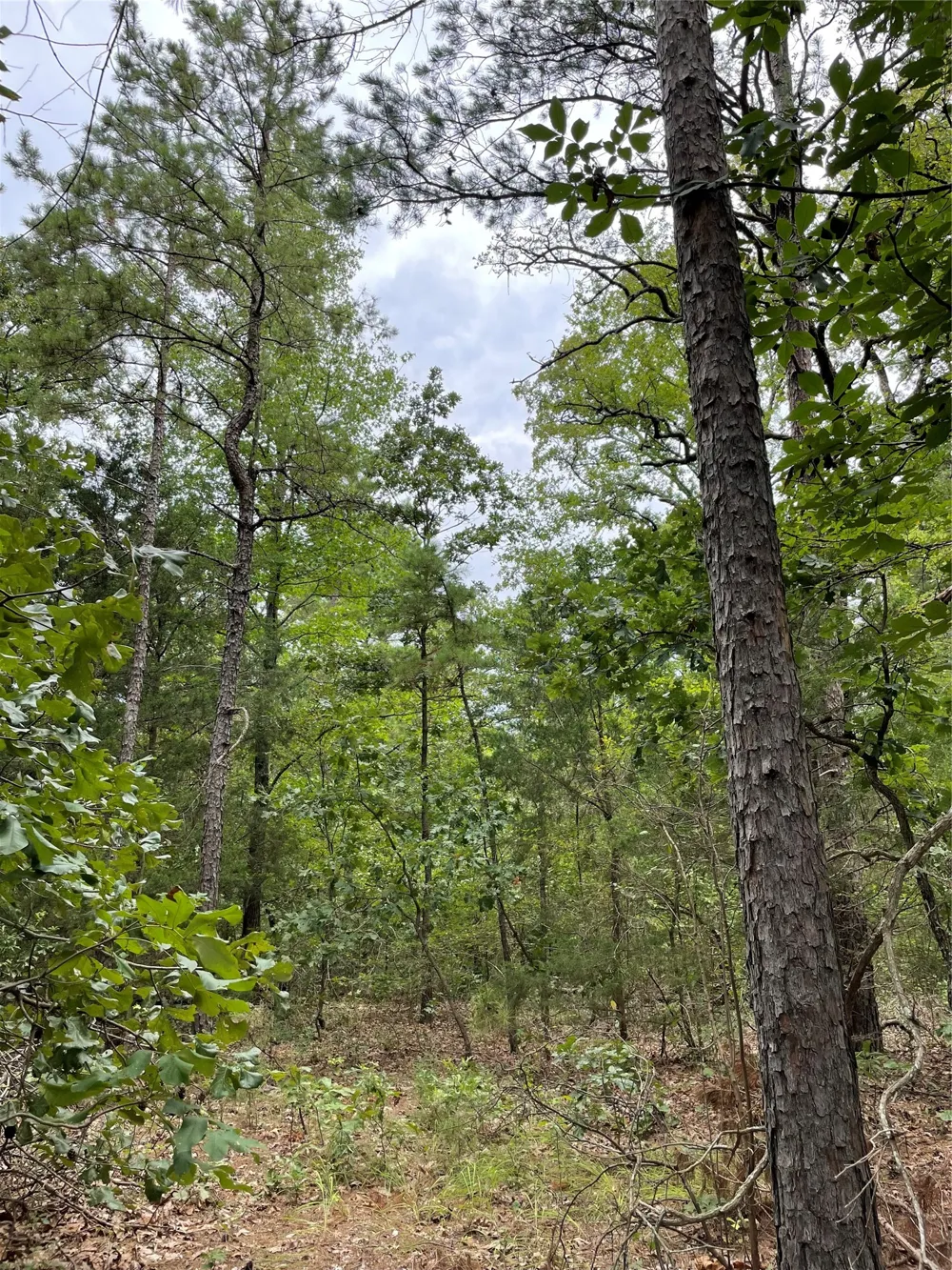 PR 6662 Mineola, TX 75773