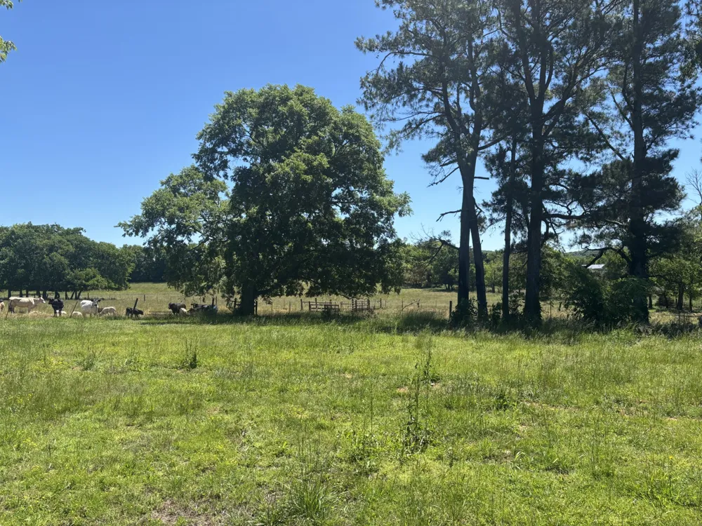10171 Rockvale Rd Rockvale, TN 37153