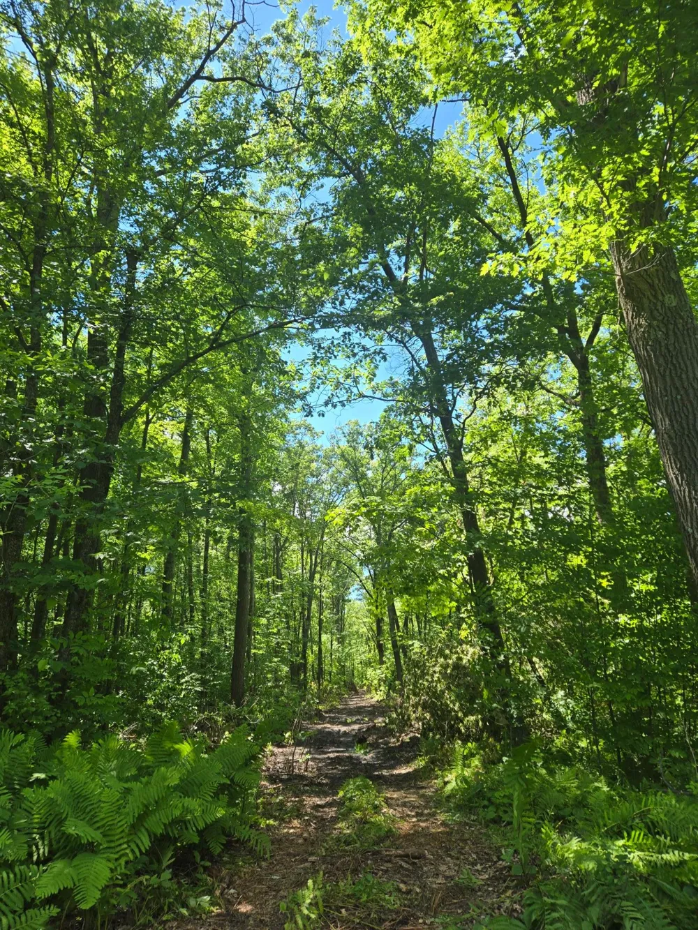 TBD Marsh Road Milaca, MN 56353