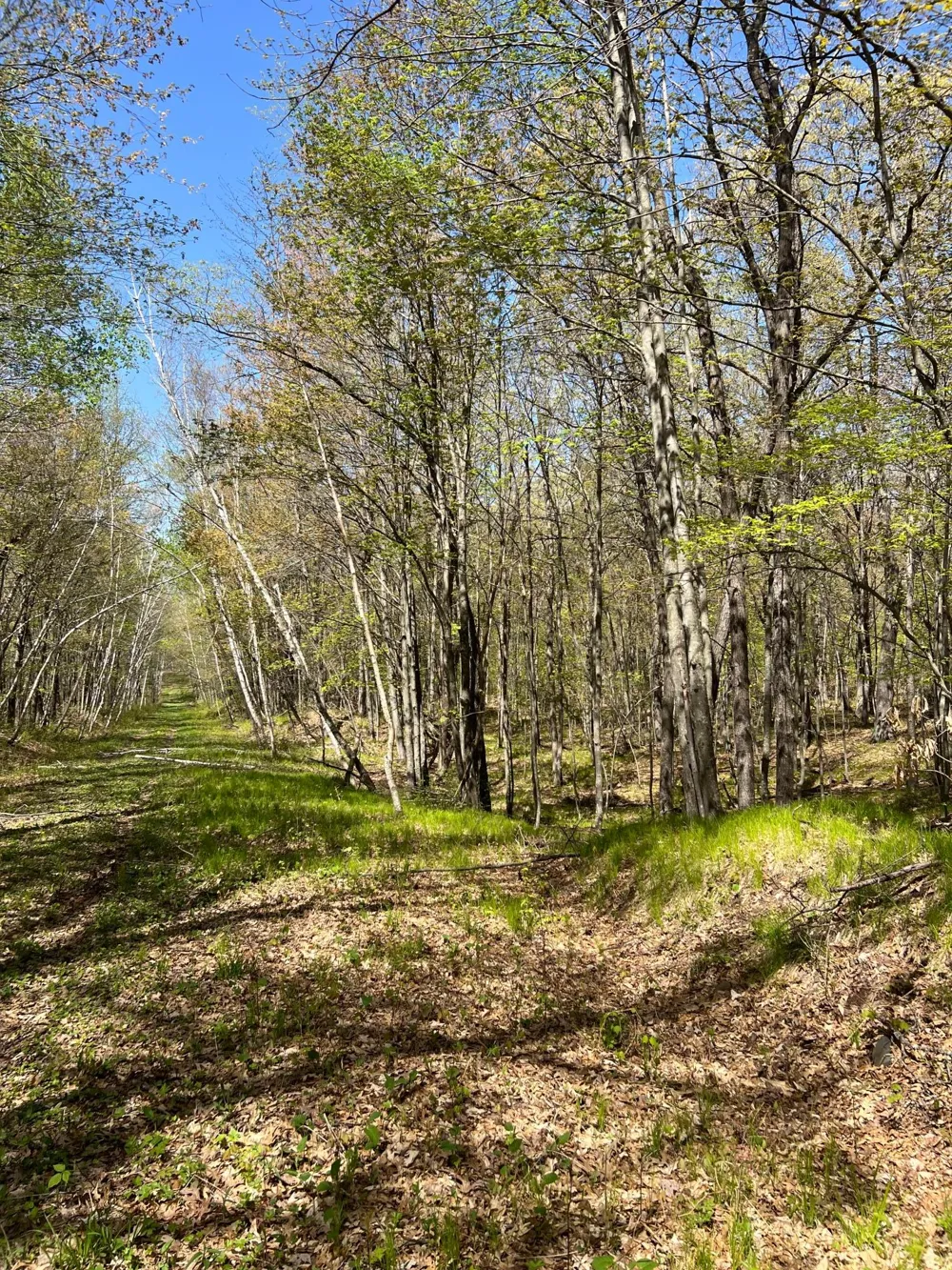 W6474 River Road Trego, WI 54888
