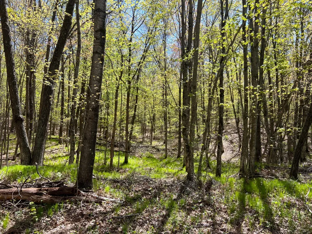 W6474 River Road Trego, WI 54888