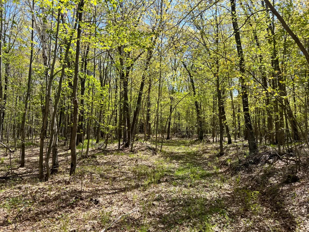 W6474 River Road Trego, WI 54888