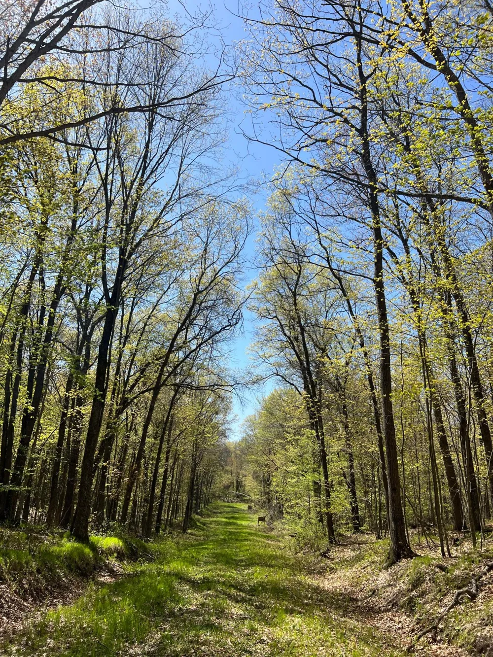 W6474 River Road Trego, WI 54888