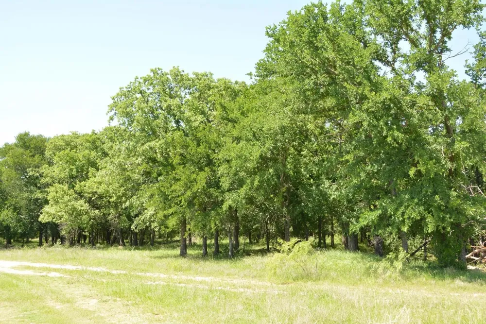 138 PR 3417 Bridgeport, TX 76426