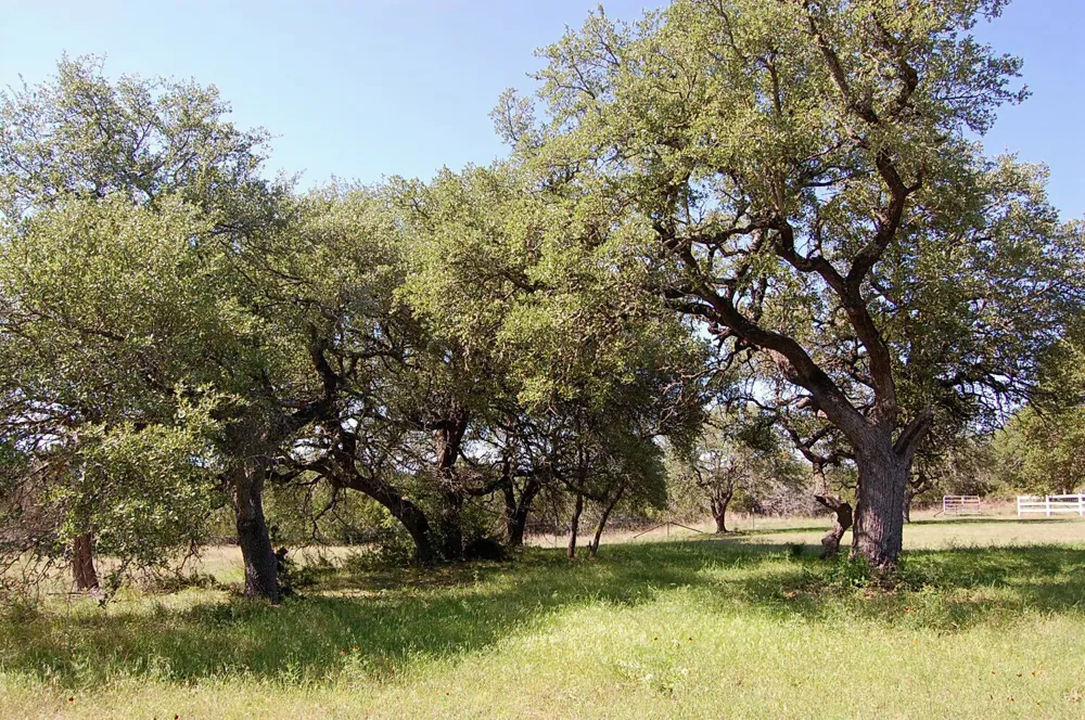Rio Gabriel Liberty Hill, TX 78642