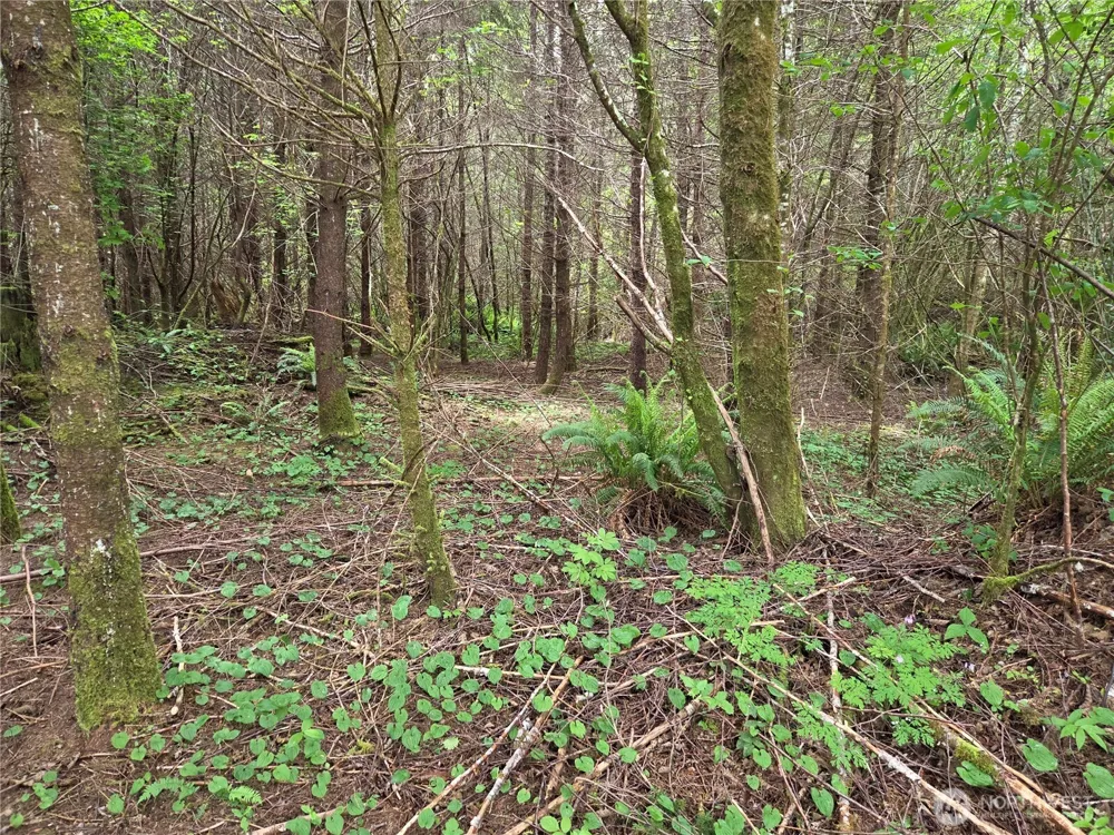 13 Beaver Hill Lane Montesano, WA 98563