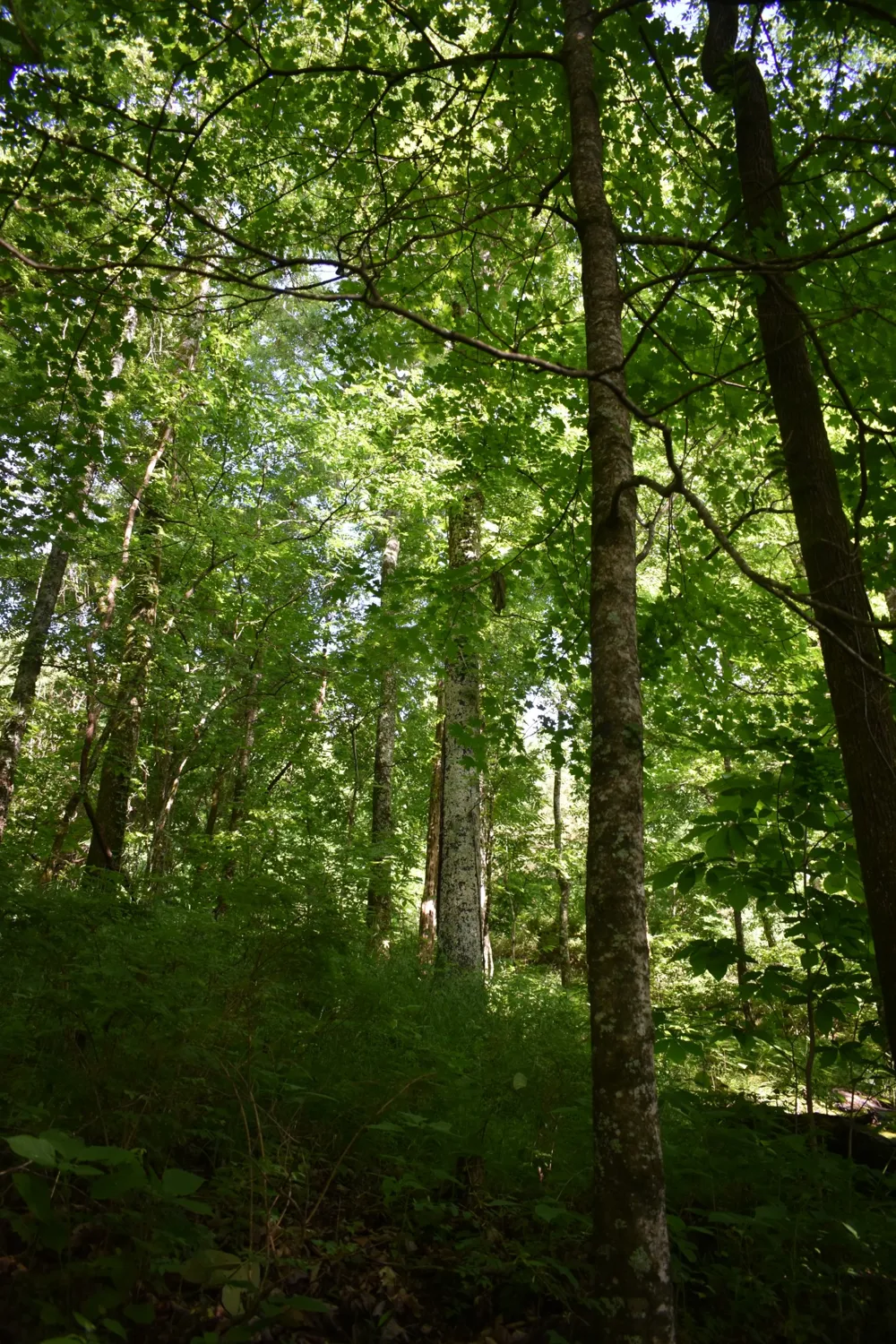 0 Brooks Bend Lane Gainesboro, TN 38562