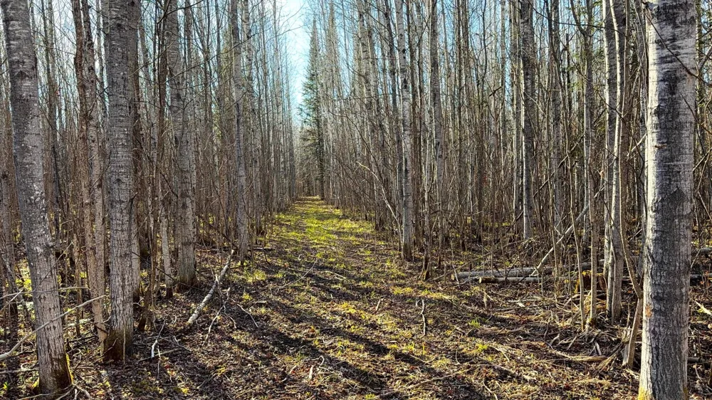 Lot C County Road 79 Littlefork, MN 56653