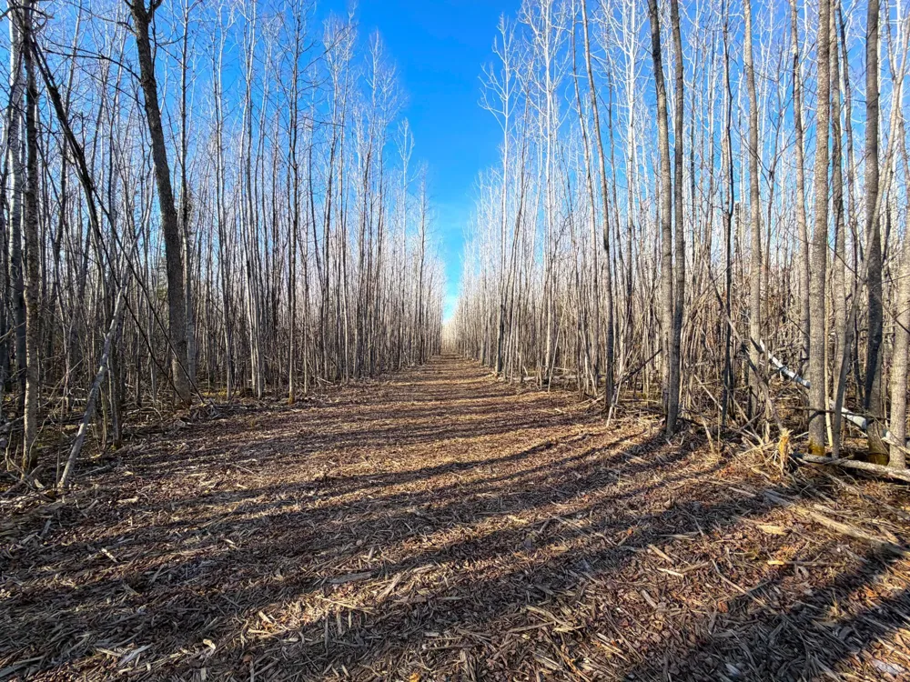 Lot C County Road 79 Littlefork, MN 56653