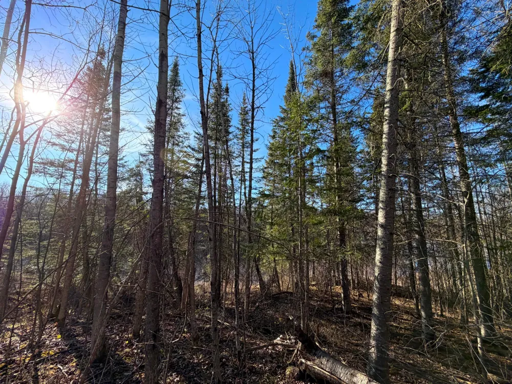 Lot C County Road 79 Littlefork, MN 56653