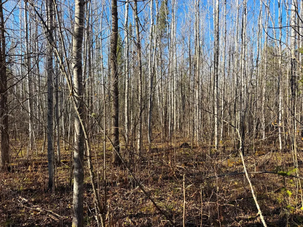 Lot C County Road 79 Littlefork, MN 56653