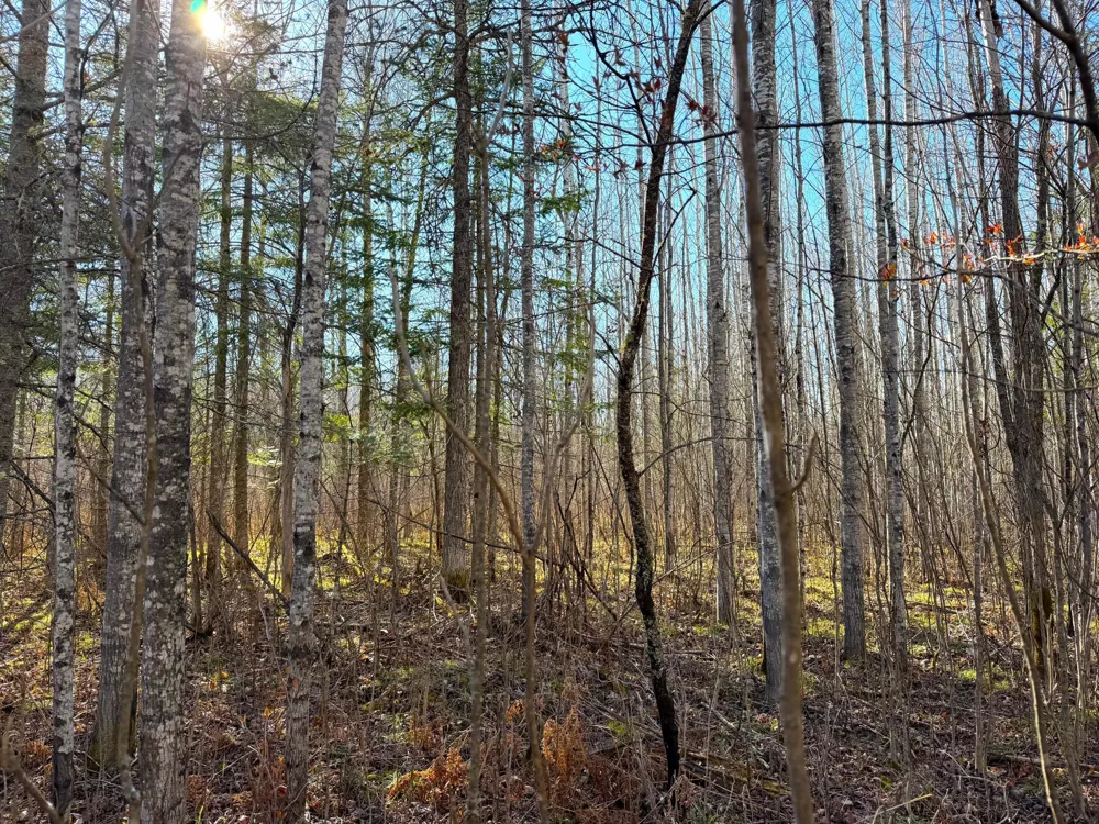 Lot C County Road 79 Littlefork, MN 56653