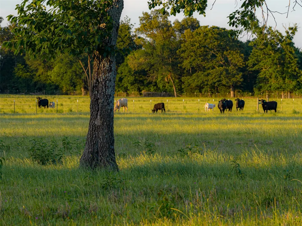 1423 Fm 1653 Ben Wheeler, TX 75754