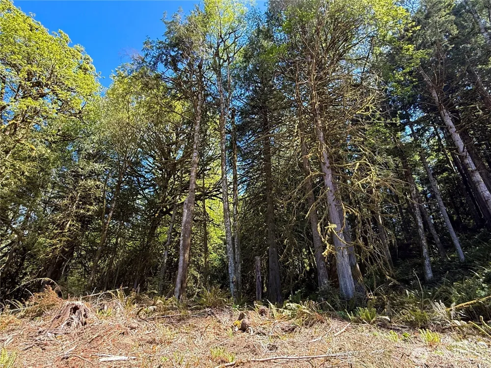 75 E Lakewood Drive Belfair, WA 98528
