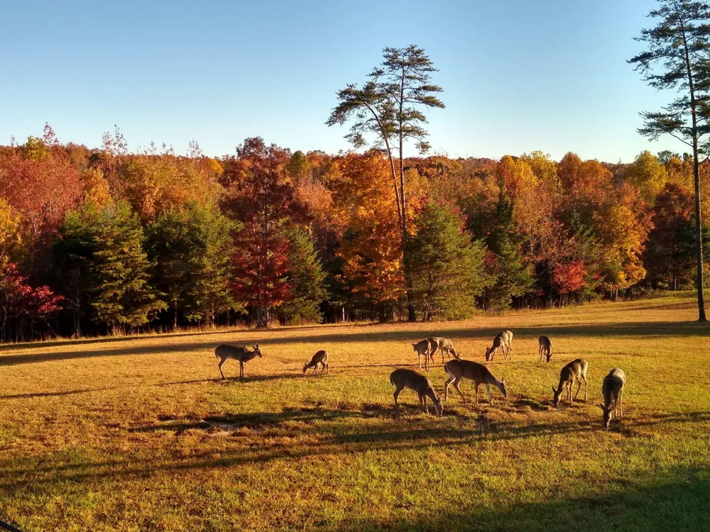 641 County Road 331 Bryant, AL 35958