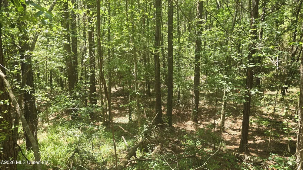 189 Co Rd 2337 Bay Springs, MS 39422