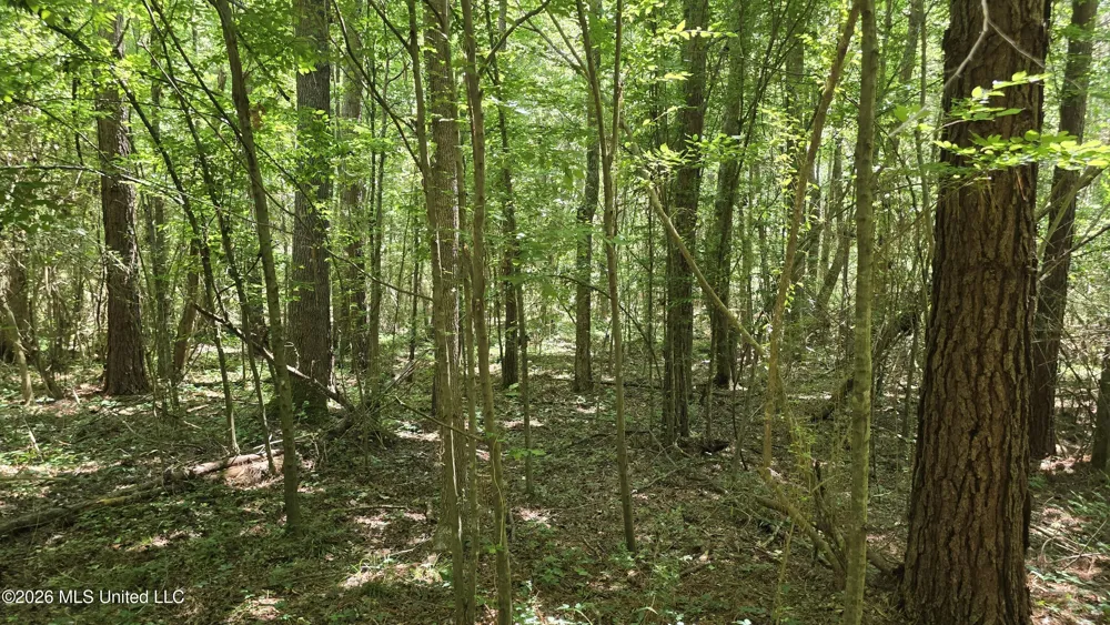 189 Co Rd 2337 Bay Springs, MS 39422