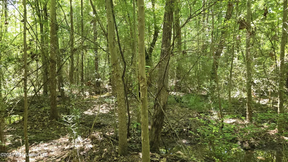 189 Co Rd 2337 Bay Springs, MS 39422