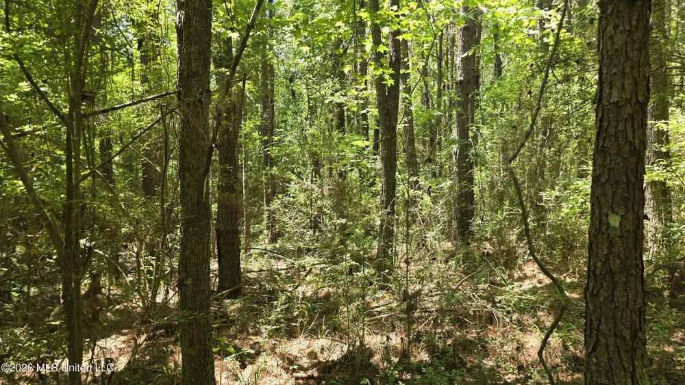 189 Co Rd 2337 Bay Springs, MS 39422