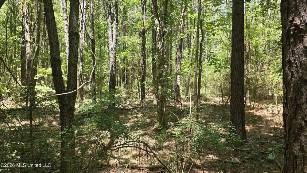 189 Co Rd 2337 Bay Springs, MS 39422