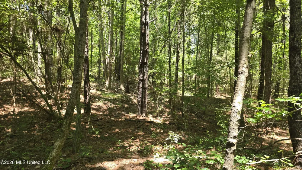 189 Co Rd 2337 Bay Springs, MS 39422