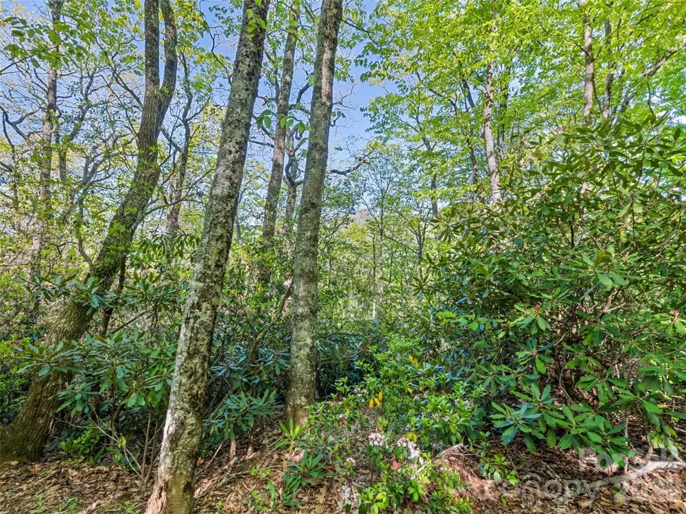#19 Sleepy Hollow Lane Waynesville, NC 28786
