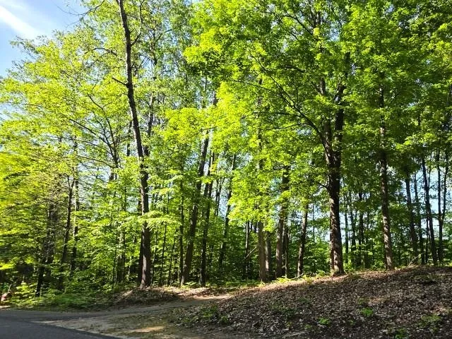 2 Forest Trail Custer Township, MI 49615